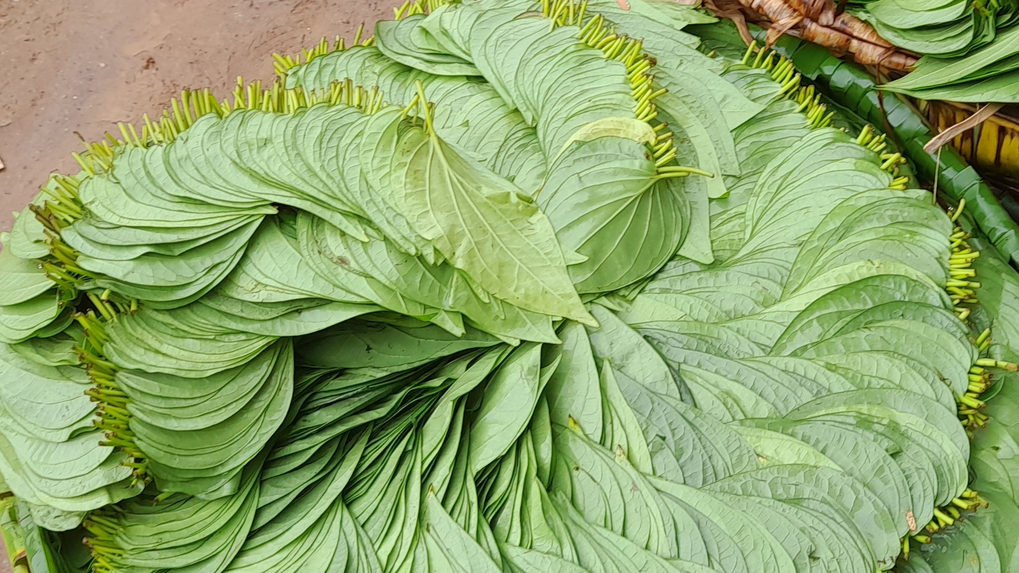 Tarikere betal leaves moving towards extinction as farmers shy away from it due to the crop's diseases