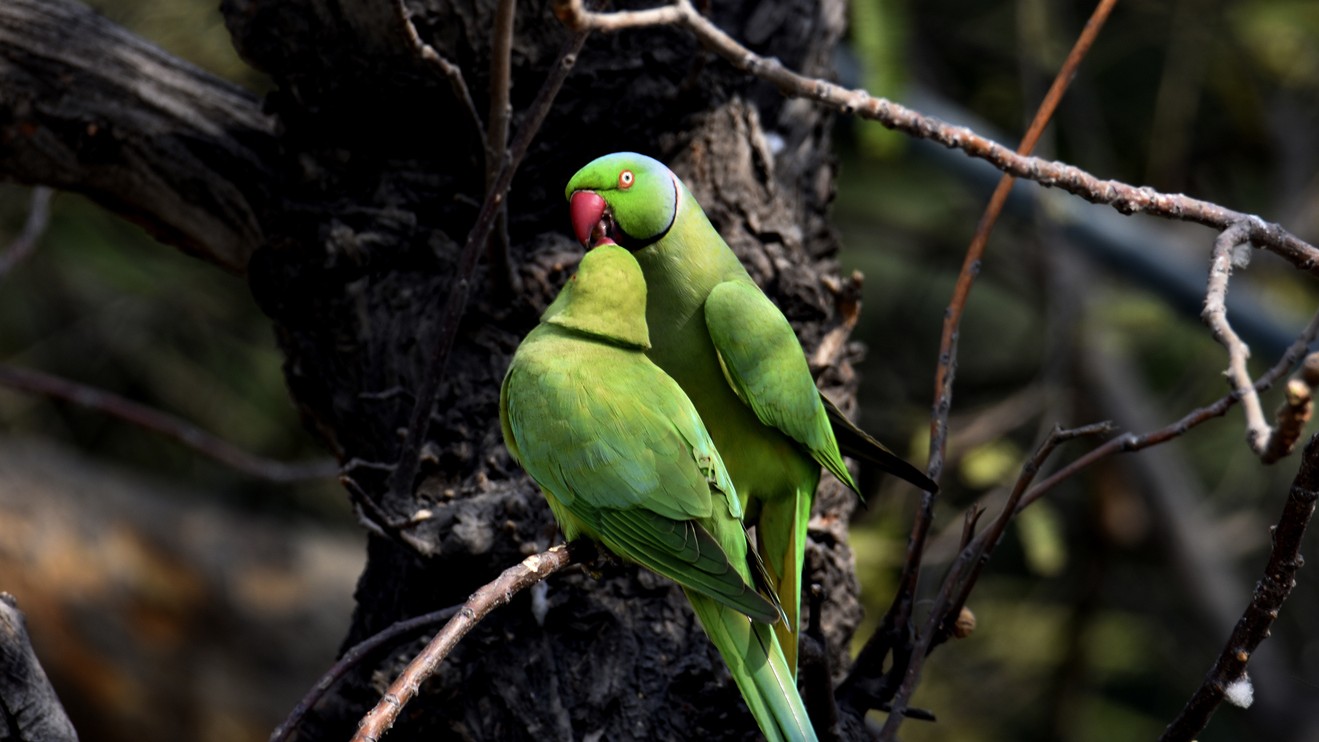 High fliers: Pleasure-seeking parrots are using aromatic plants, stinky ants and alcohol