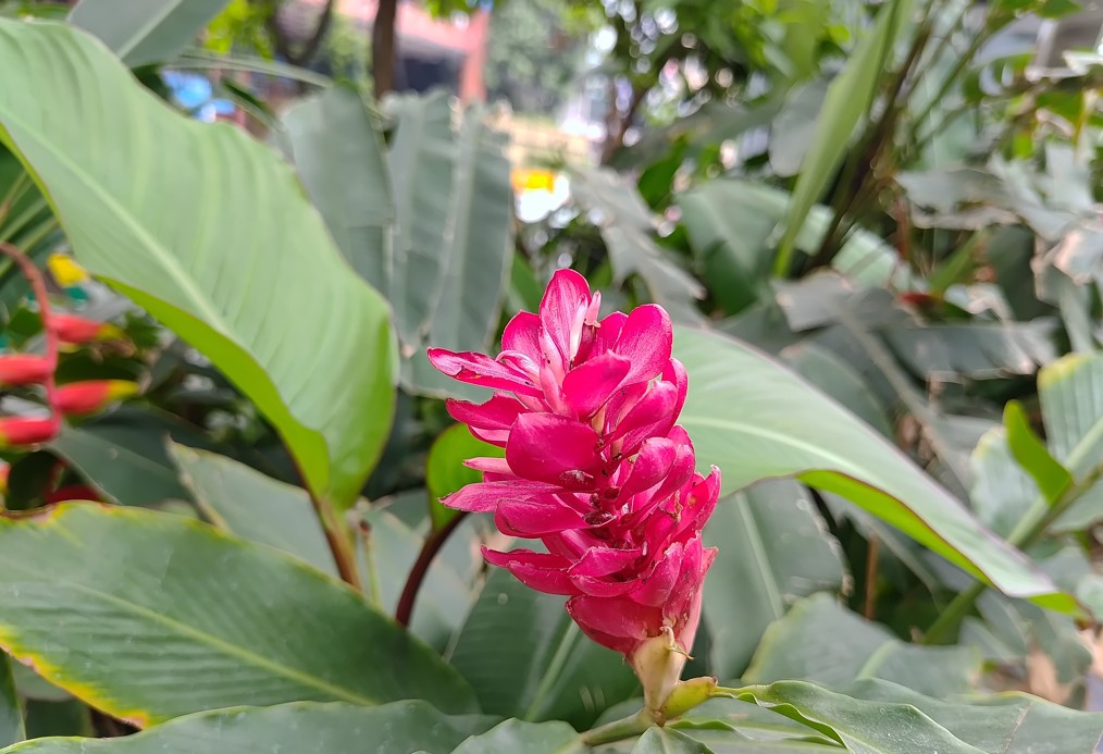Samsung Galaxy F55's camera sample.