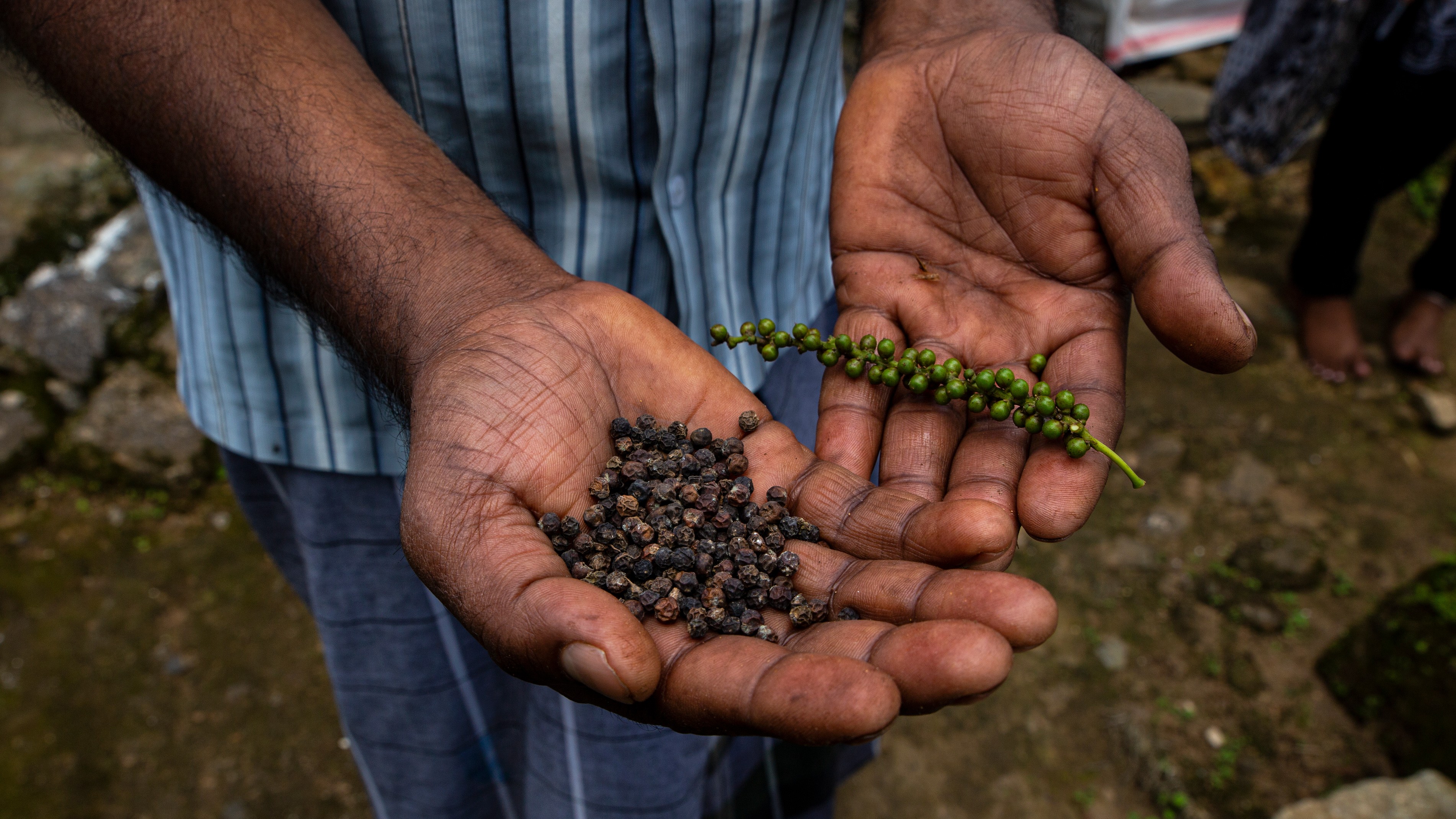 Karnataka pepper farmers gain after Vietnam slump