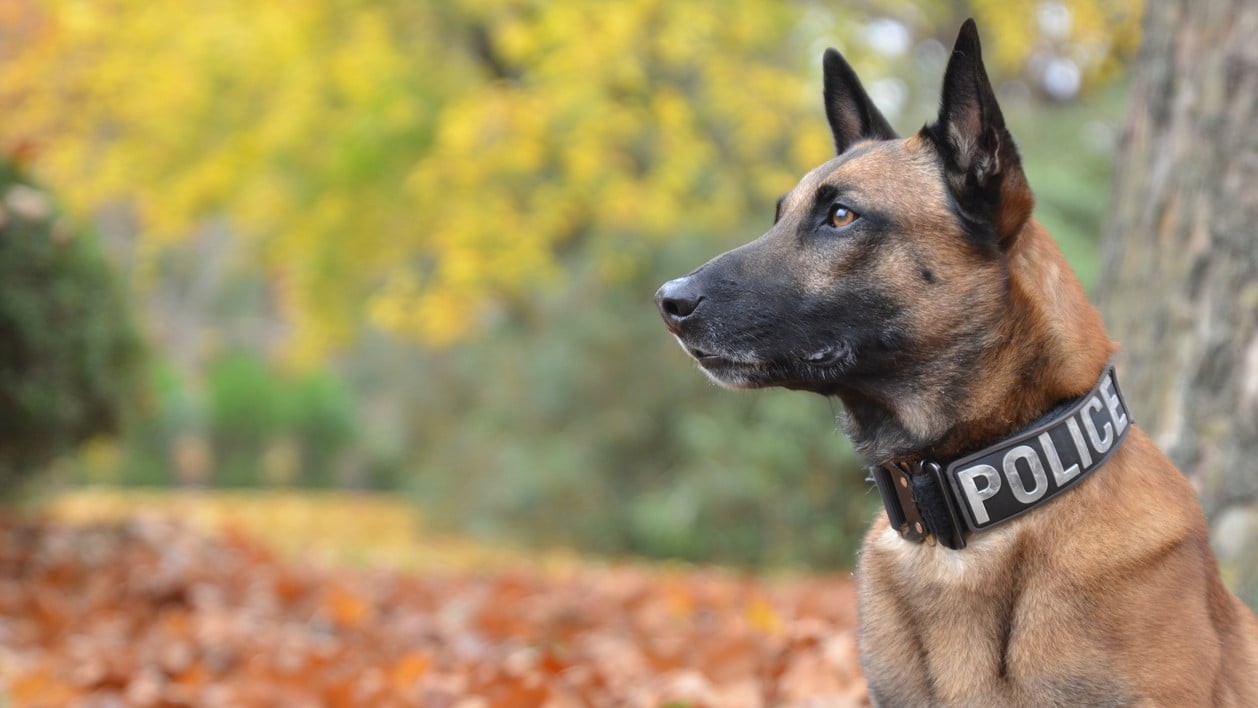 Police dog ran 8 kms, found murderer and saved a woman's life in Karnataka