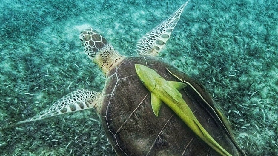 Saving private Mayans