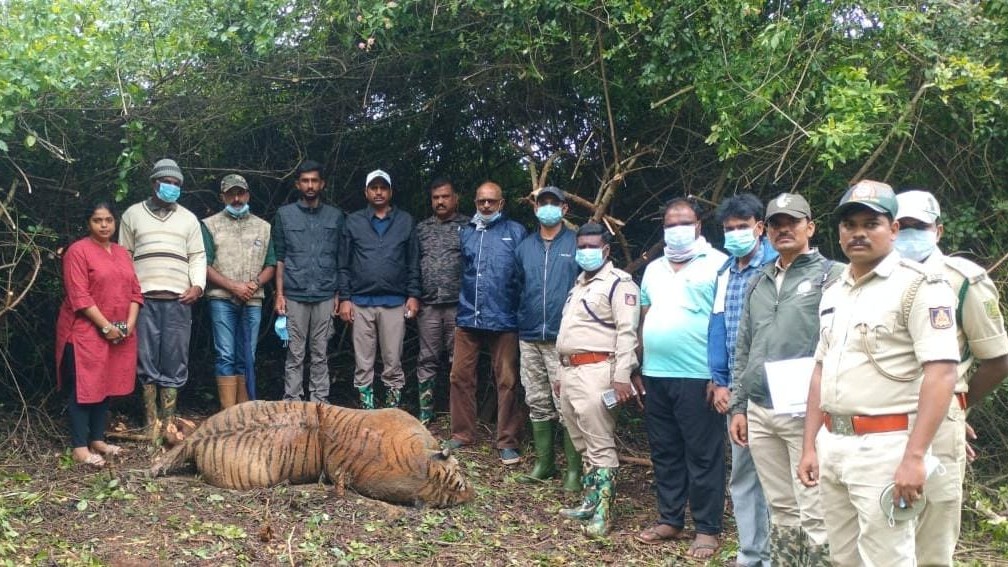 Five year old male tiger found dead in Nagarahole Tiger Reserve