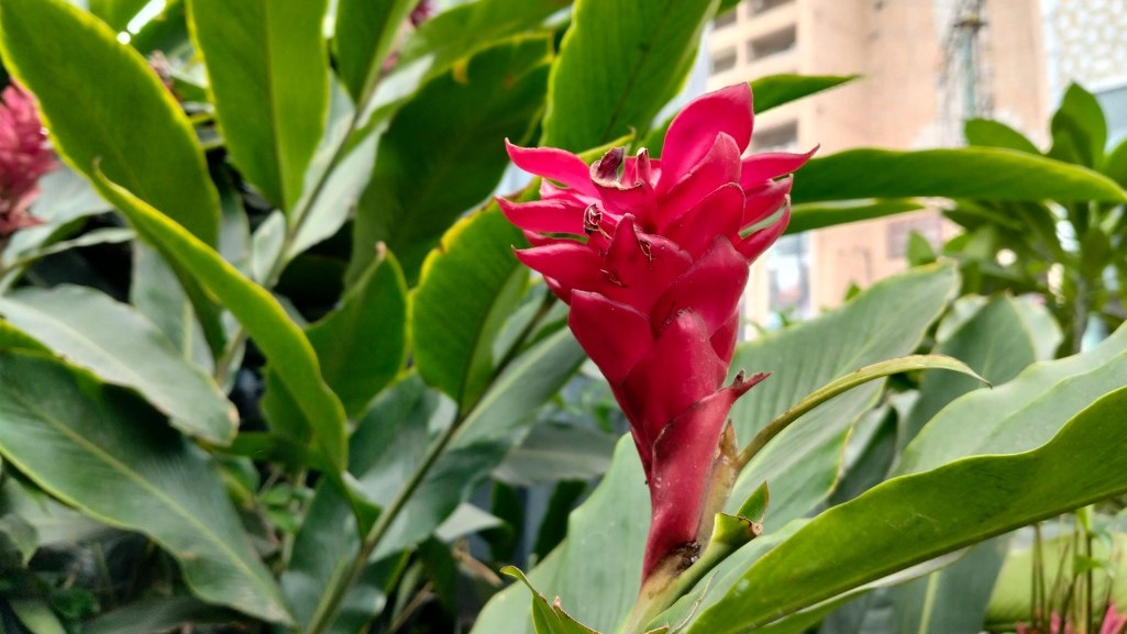 OnePlus Nord CE 4 Lite's camera sample with portrait mode on.