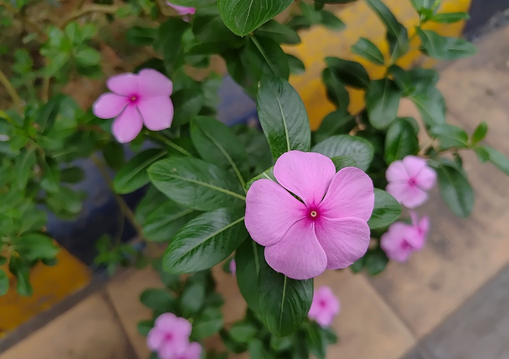 Samsung Galaxy F55's camera sample.