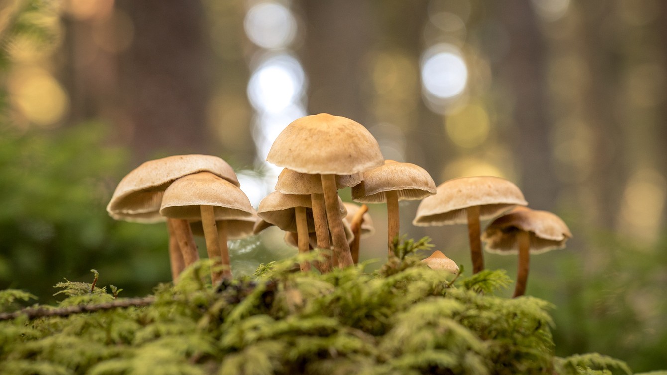 Meghalaya: Three children die after consuming wild mushrooms, 9 ill