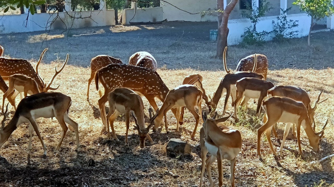 Ralamandal Sanctuary is Indore’s small wonder