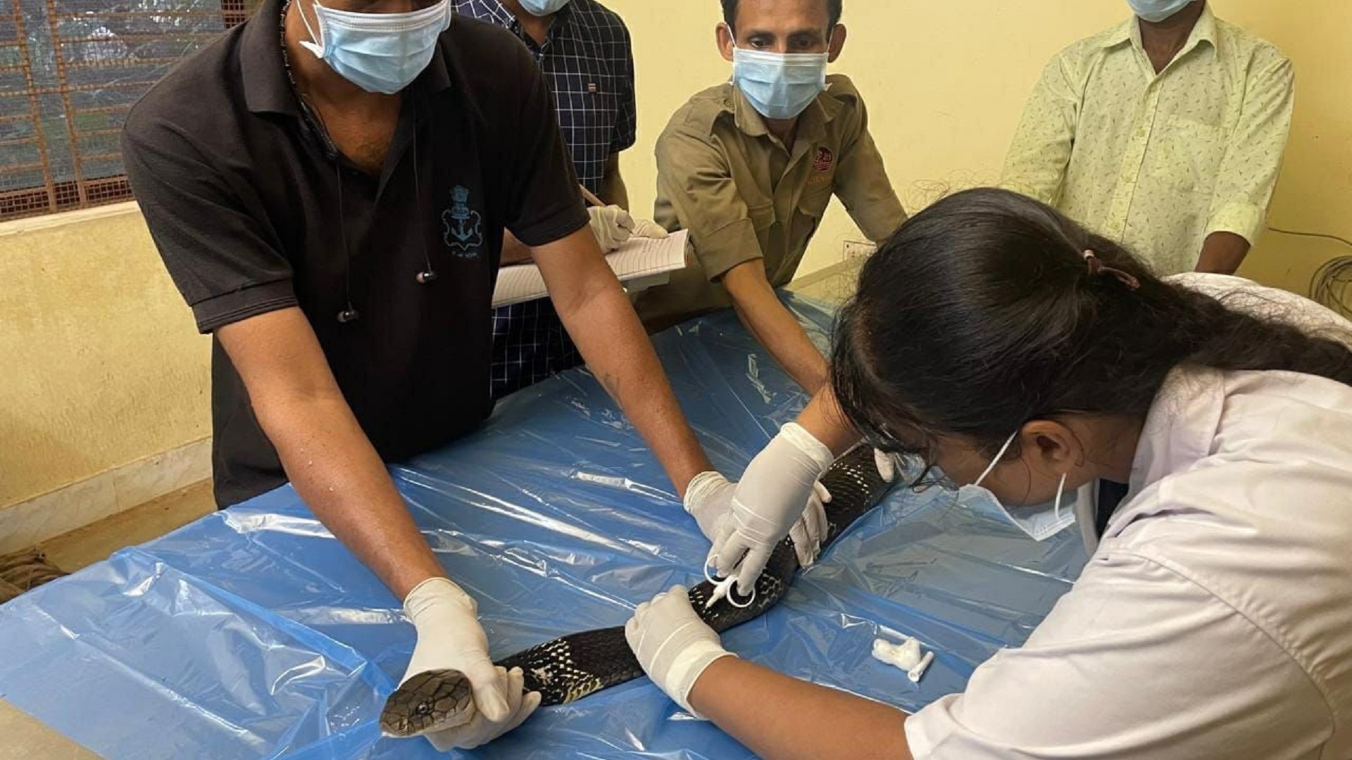 Karnataka's Pilikula Biological Park begins implanting microchips in king cobras, other animals