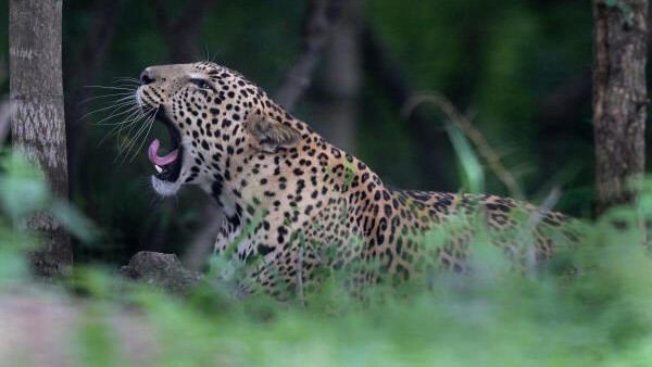Conservation takes backseat as govt fills Karnataka Wildlife Board with political appointees