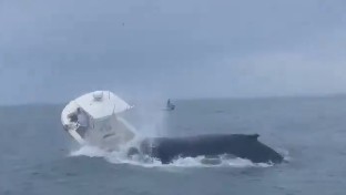 'Three seconds to act': Boater recounts how whale capsized his vessel