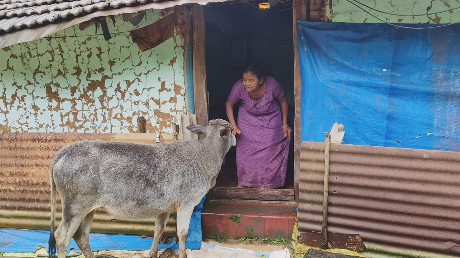 Alone in the wild, aged trio await relocation
