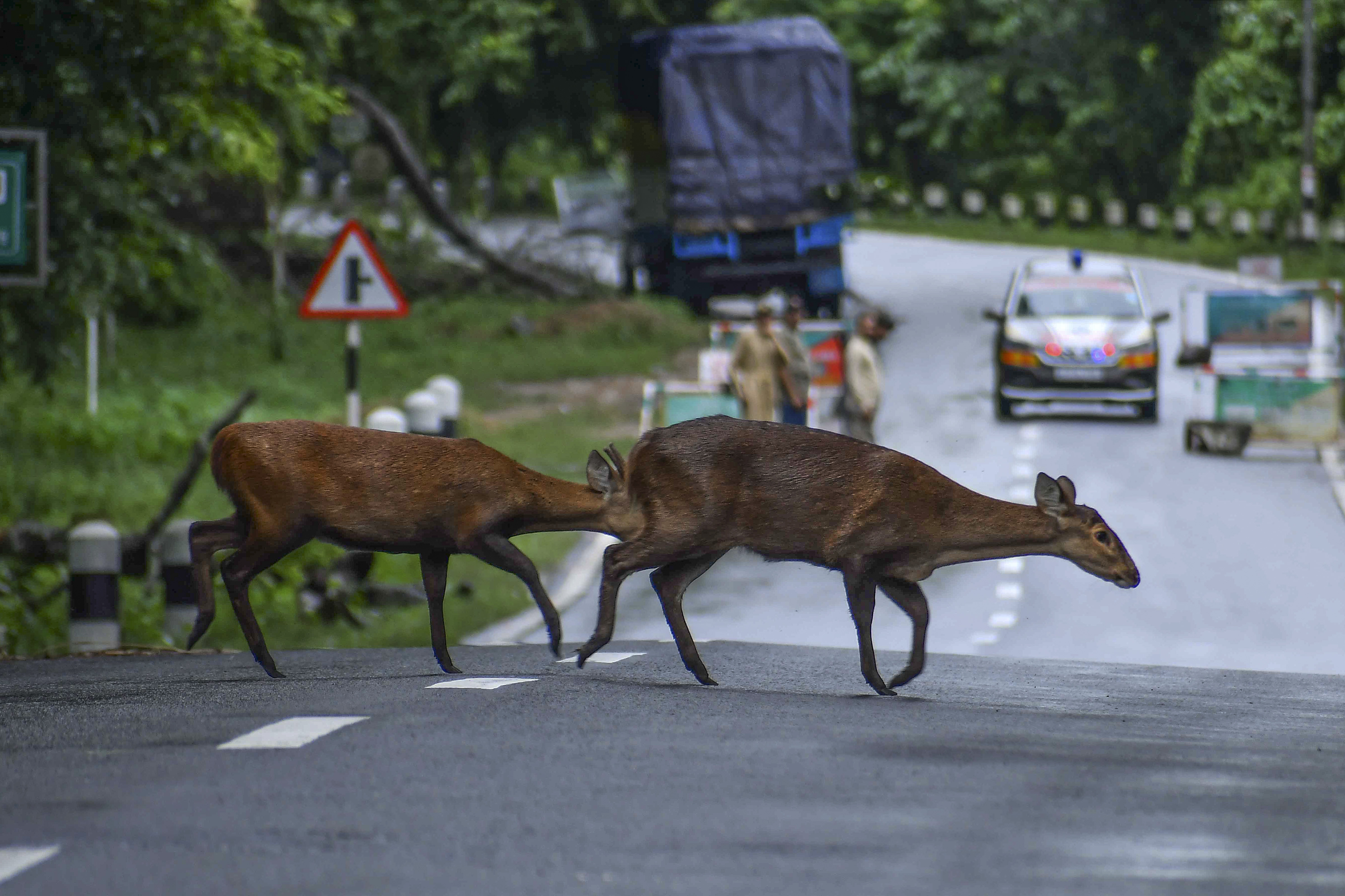 Deer cross a National Highway near the flood-affected Kaziranga National Park, in Nagaon district. 