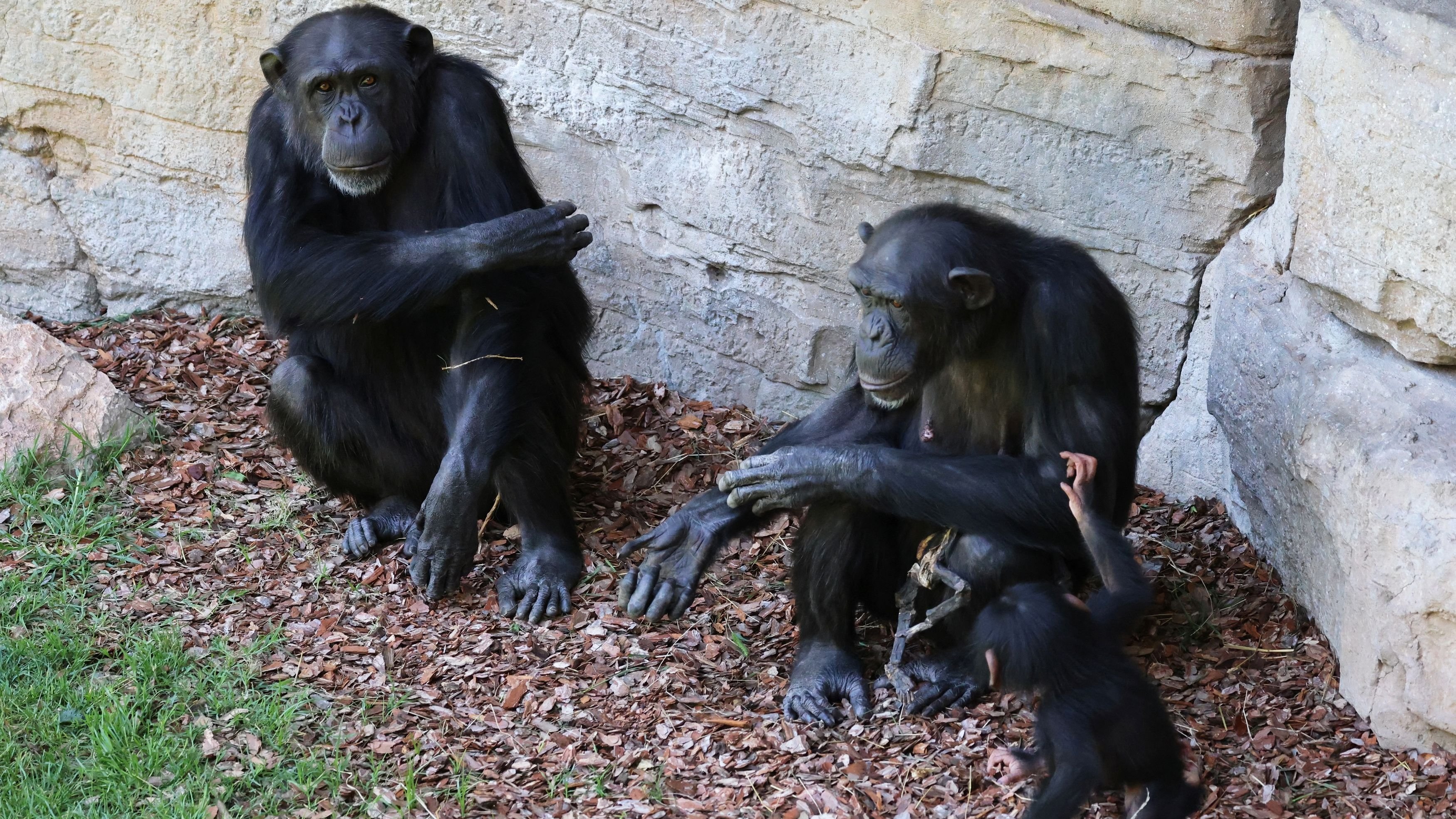 The chimps who learned to say ‘mama’