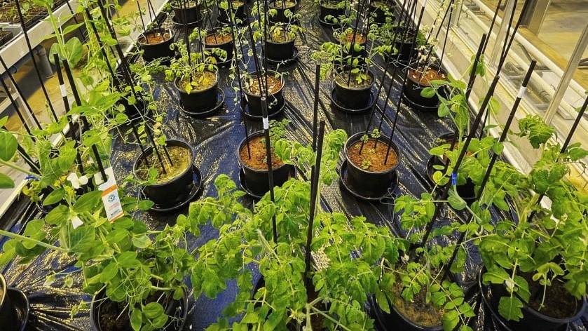 Keen to be sustainable after dying? Earth to earth, cradle to compost