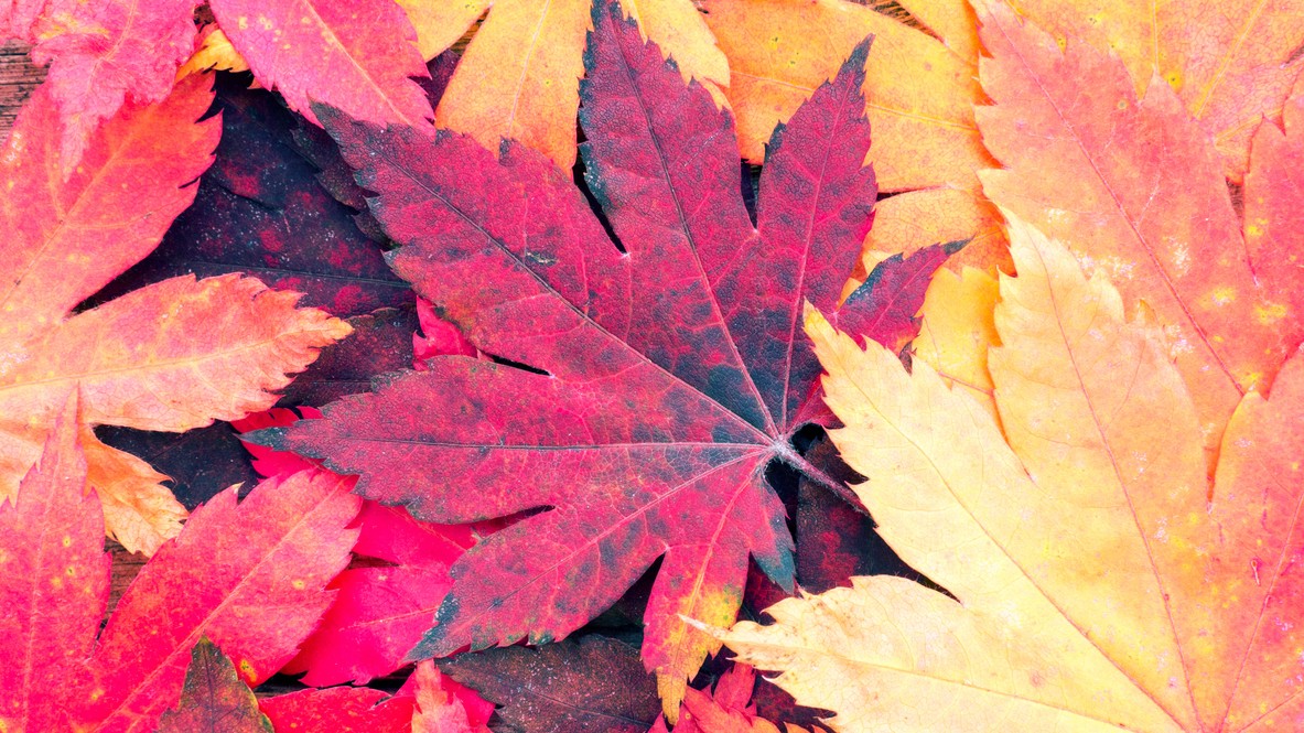 Is our world turning colourless?