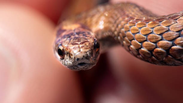 Inter-departmental workshop on collaborative approaches for snakebites, deaths held in Karnataka