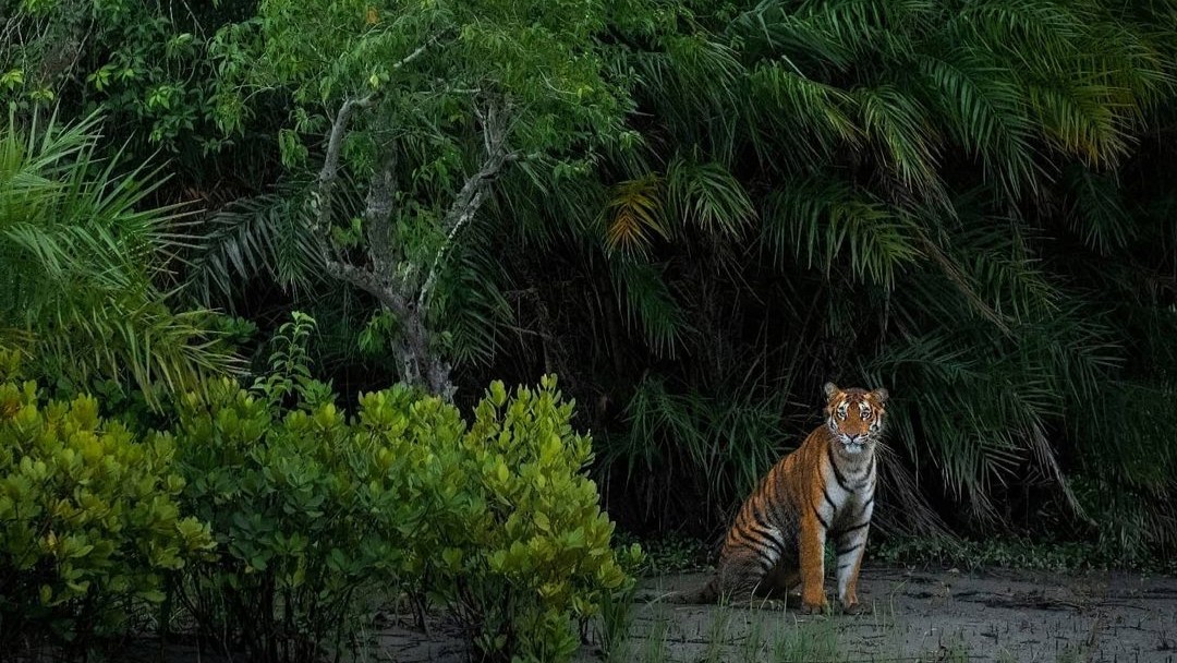 The Sundarbans: Set out on a boat safari through the world's largest mangrove forest, a UNESCO World Heritage Site. One can experience the unique ecosystem where tigers thrive amidst a dense network of waterways. 