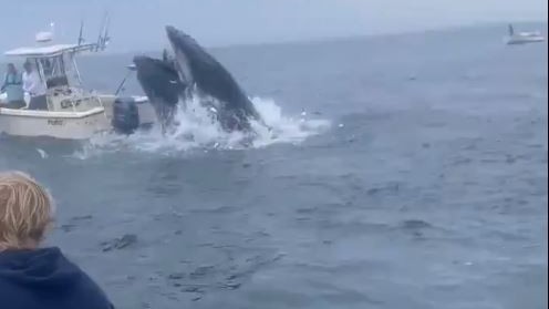 Watch | Troubled waters: Whale slams into boat, hurling two into sea