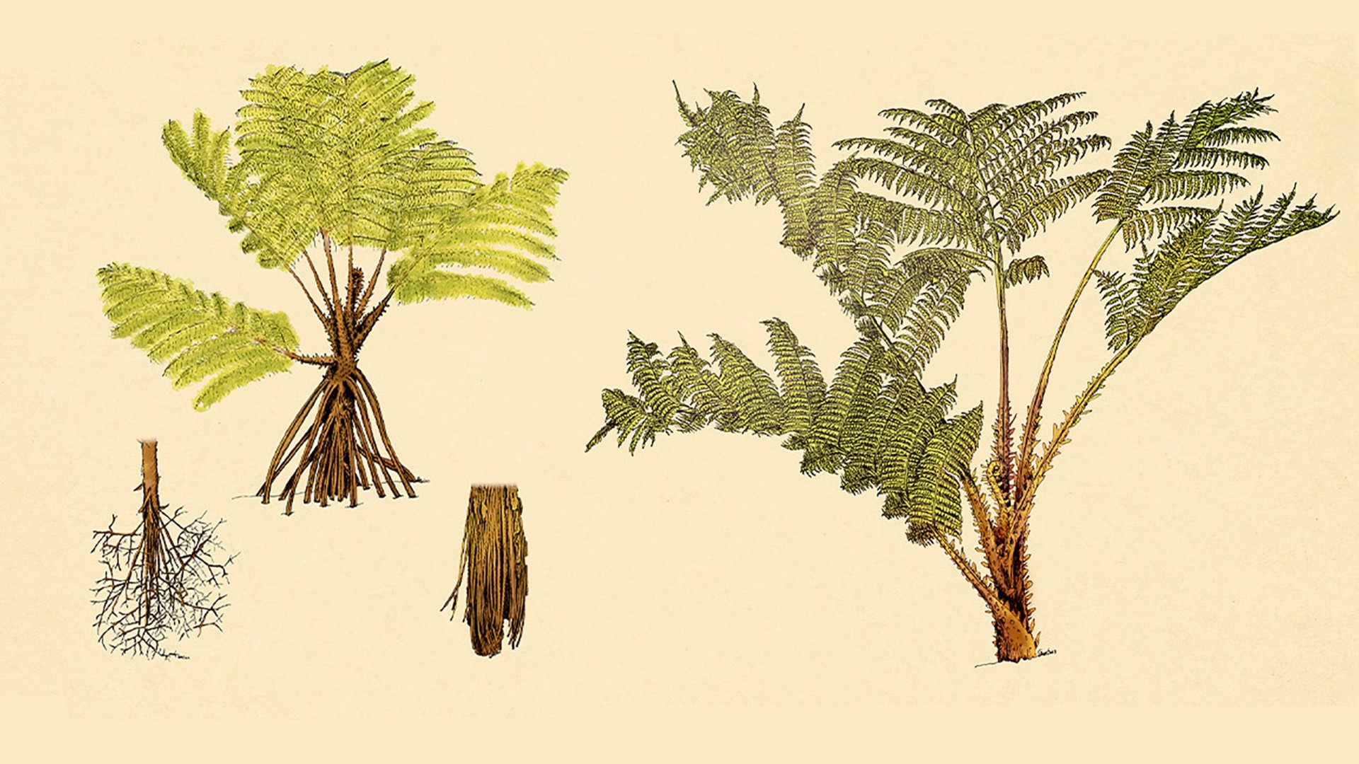 A fern that rises from the dead
