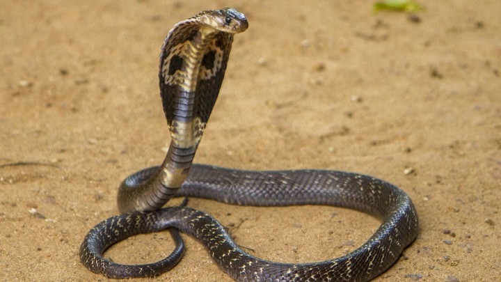 'Bear Grylls Ka Phupaa': UP Man catches live snake, eats it in viral video 