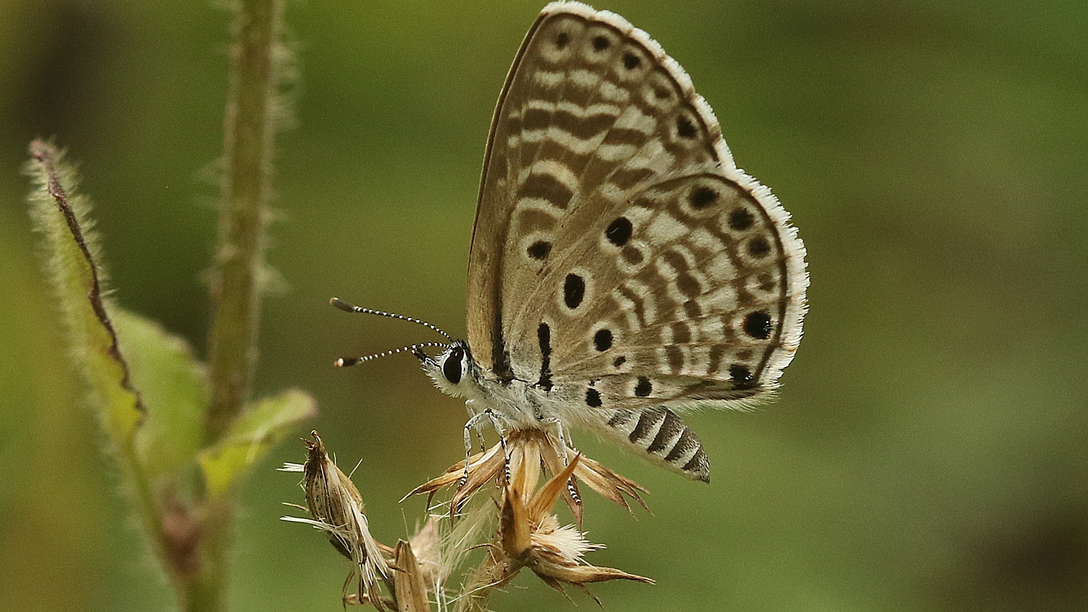 An arduous journey on vibrant wings