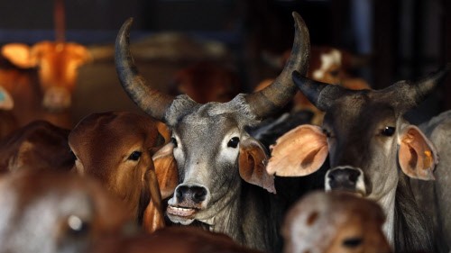 Cow smuggler shot dead while being chased by police in Rajasthan
