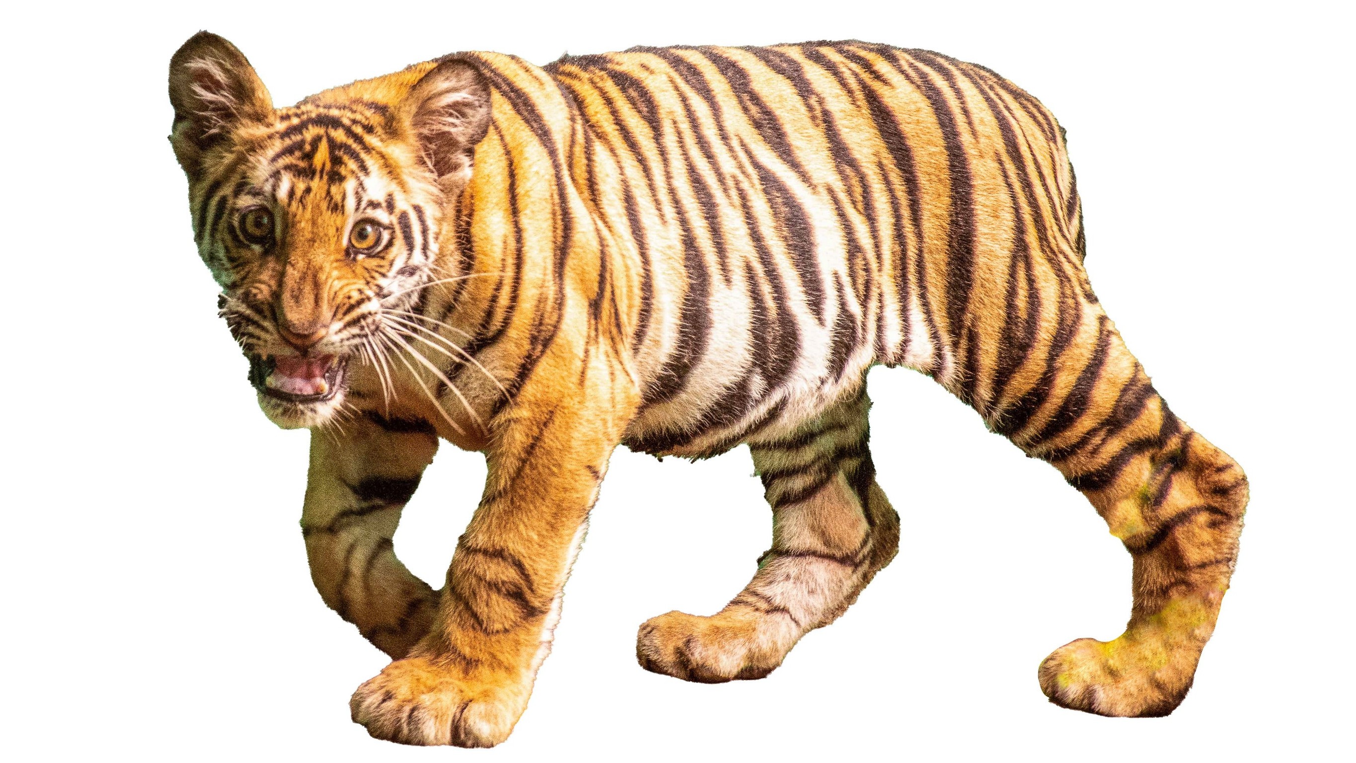 Separated from mom, Veeru burns bright at Gadag zoo 