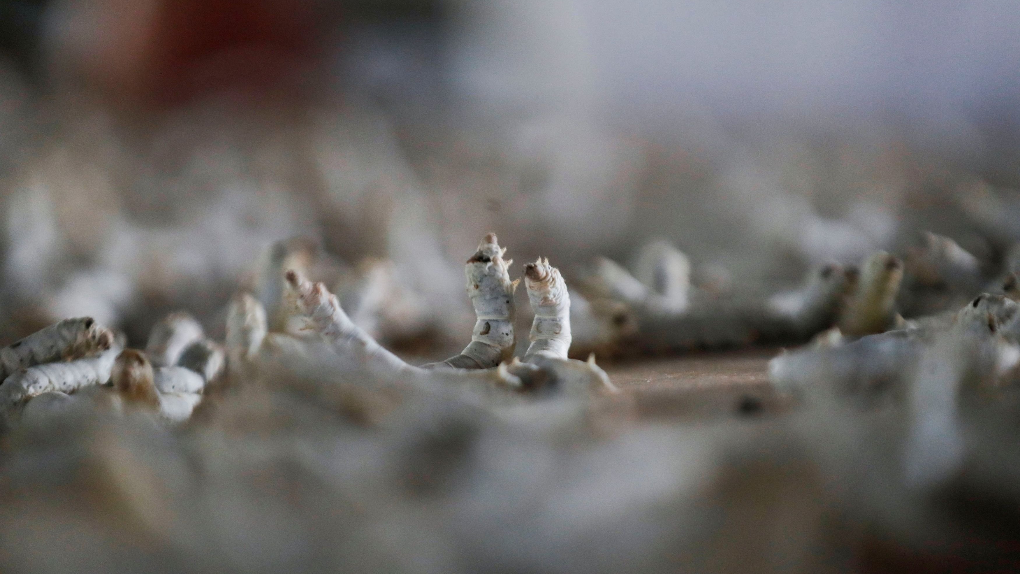 IIT Bombay develops humane silk technique without killing silkworms, backed by Coal India CSR