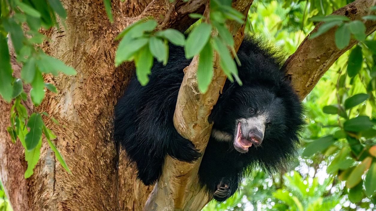 Girl among two killed, four injured in bear attack incidents in Chhattisgarh