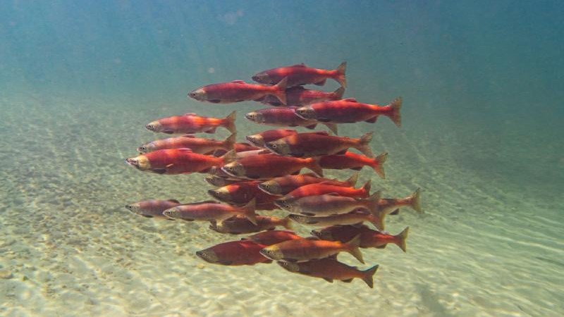 Fish that school together save energy, study finds