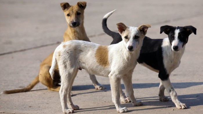 BJP MP in Lok Sabha raises issue of dog bites, demands committee to review laws