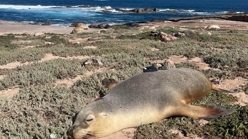 Move over, robots: Sea Lions with cameras can map the ocean floor