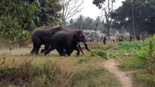 Kerala govt implements measures to curb human-animal conflict