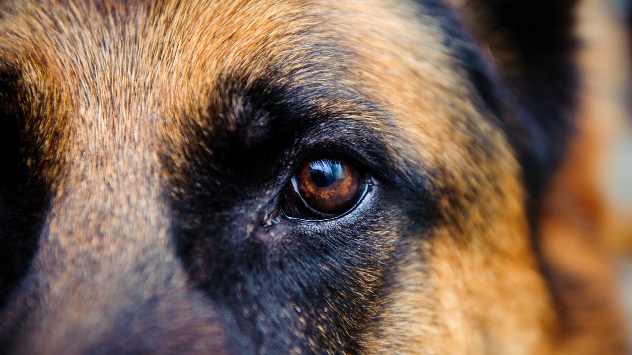 With Rs 3356 crore net worth, Gunther VI is world's richest dog: Report 