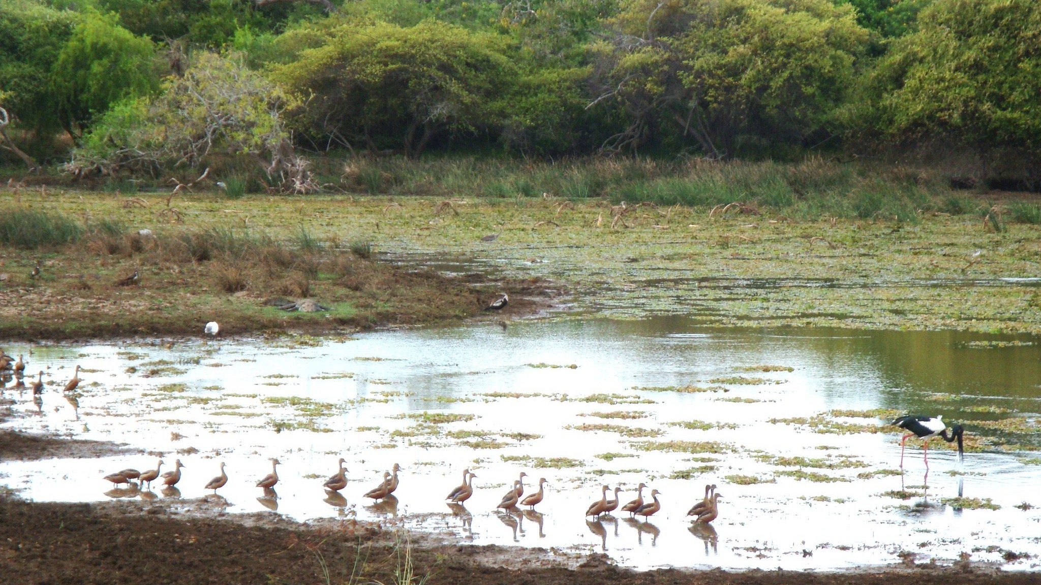 Yala National Park is Sri Lanka’s wildlife paradise