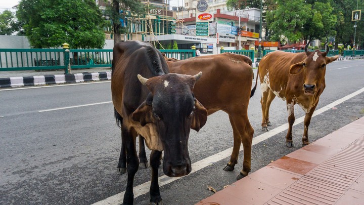 Madhya Pradesh government forms committee to control stray cattle population
