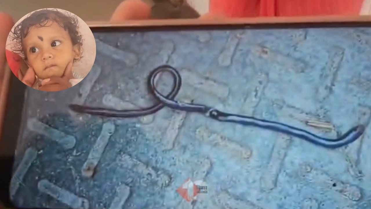One-year-old bites snake in Bihar mistaking it for a toy; reptile dies: Report 