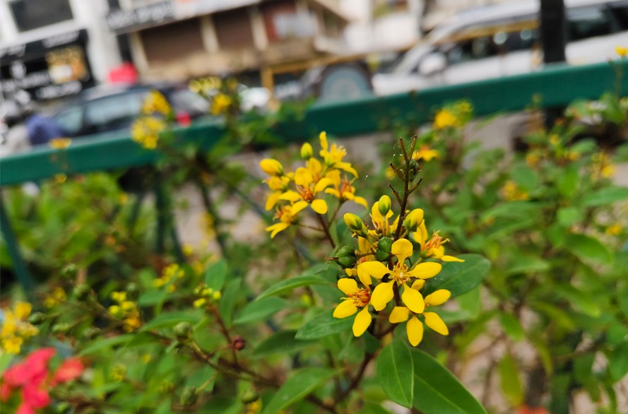Vivo V40's camera sample photo.