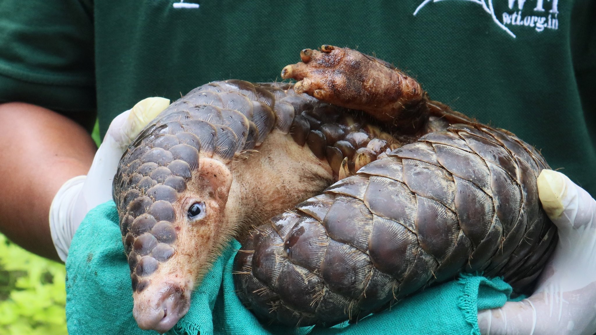 Save the Pangolin: 230 Tangkhul Naga villages in Manipur to stop hunting, consumption of endangered species