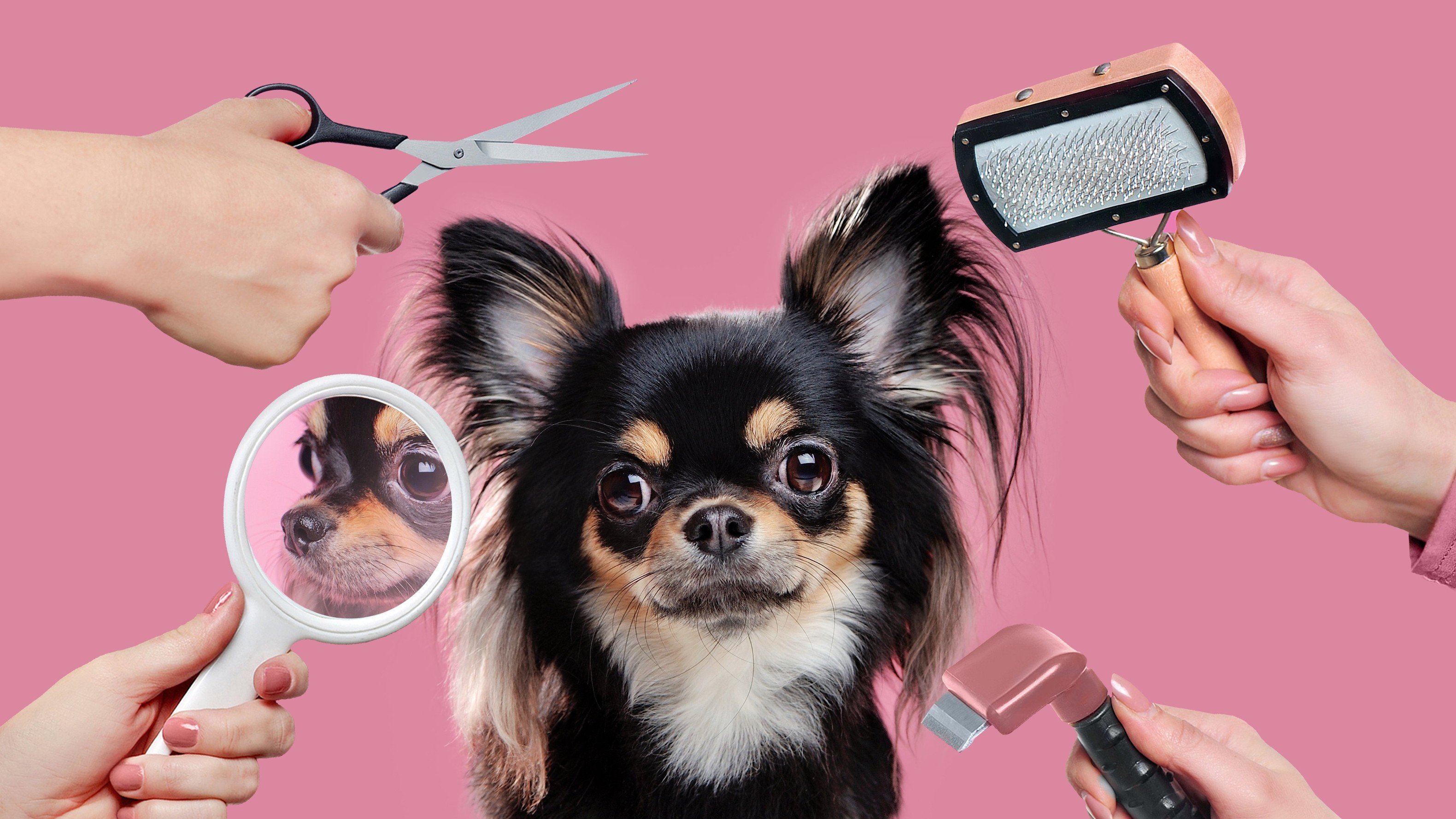 All the add-ons your pets don’t need!