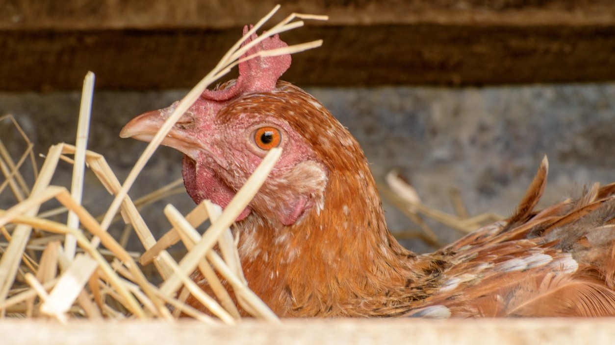 325 birds culled after avian flu outbreak at Ranchi poultry farm