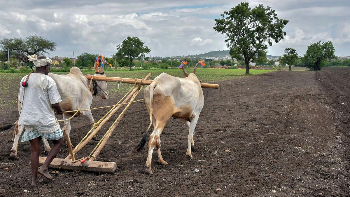 A farmer ploughs a field as he prepares his farm for sowing, in Hubli district, Karnataka.
