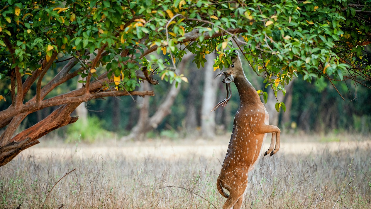 Using robot, IIT Bombay researchers discover how animals find their way back home