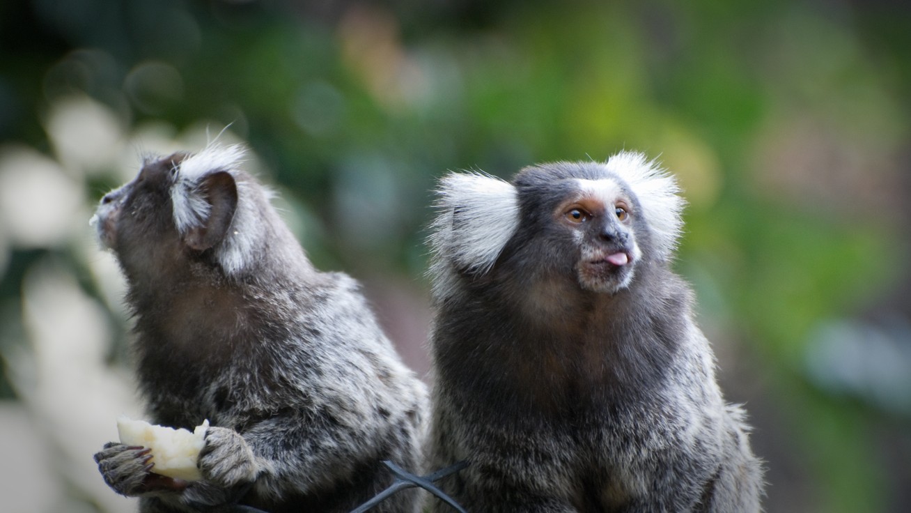 After elephants, monkeys found to 'name' each other in new study