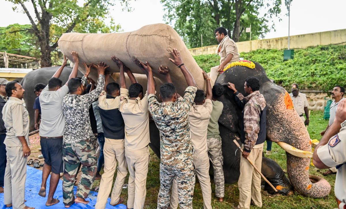 Special team ties Namda, Gaadi, Chaapu, Metal cradle to Howdah bearer Abhimanyu to place sandbags for training.    