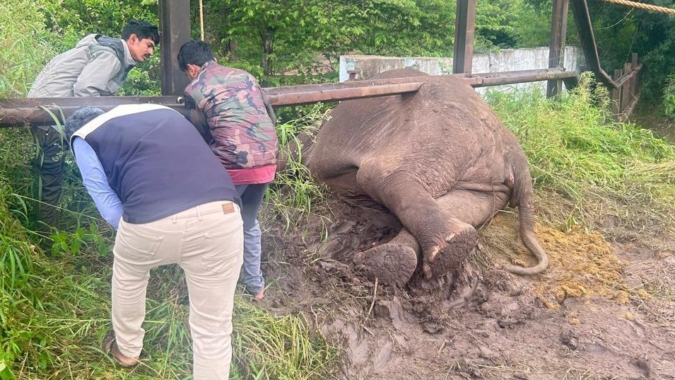 Wild elephant rescued from railway barricade in Chamarajanagar's Gundlupet