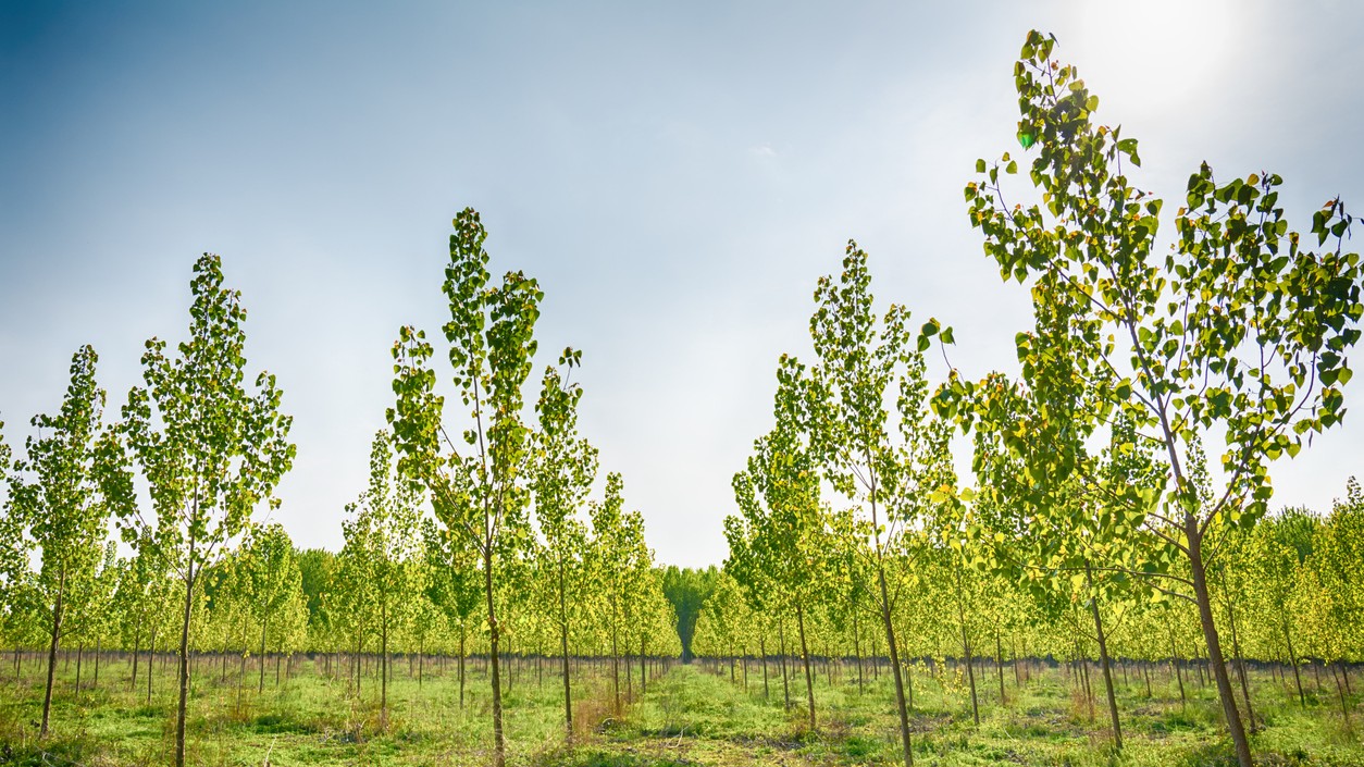 Activists flags PWD’s offer of forest land for compensatory afforestation
