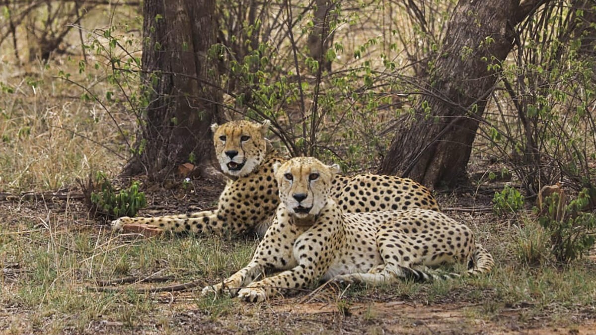 After sudden cheetah deaths in Kuno National Park, Centre turned to Reliance's wildlife facility for help