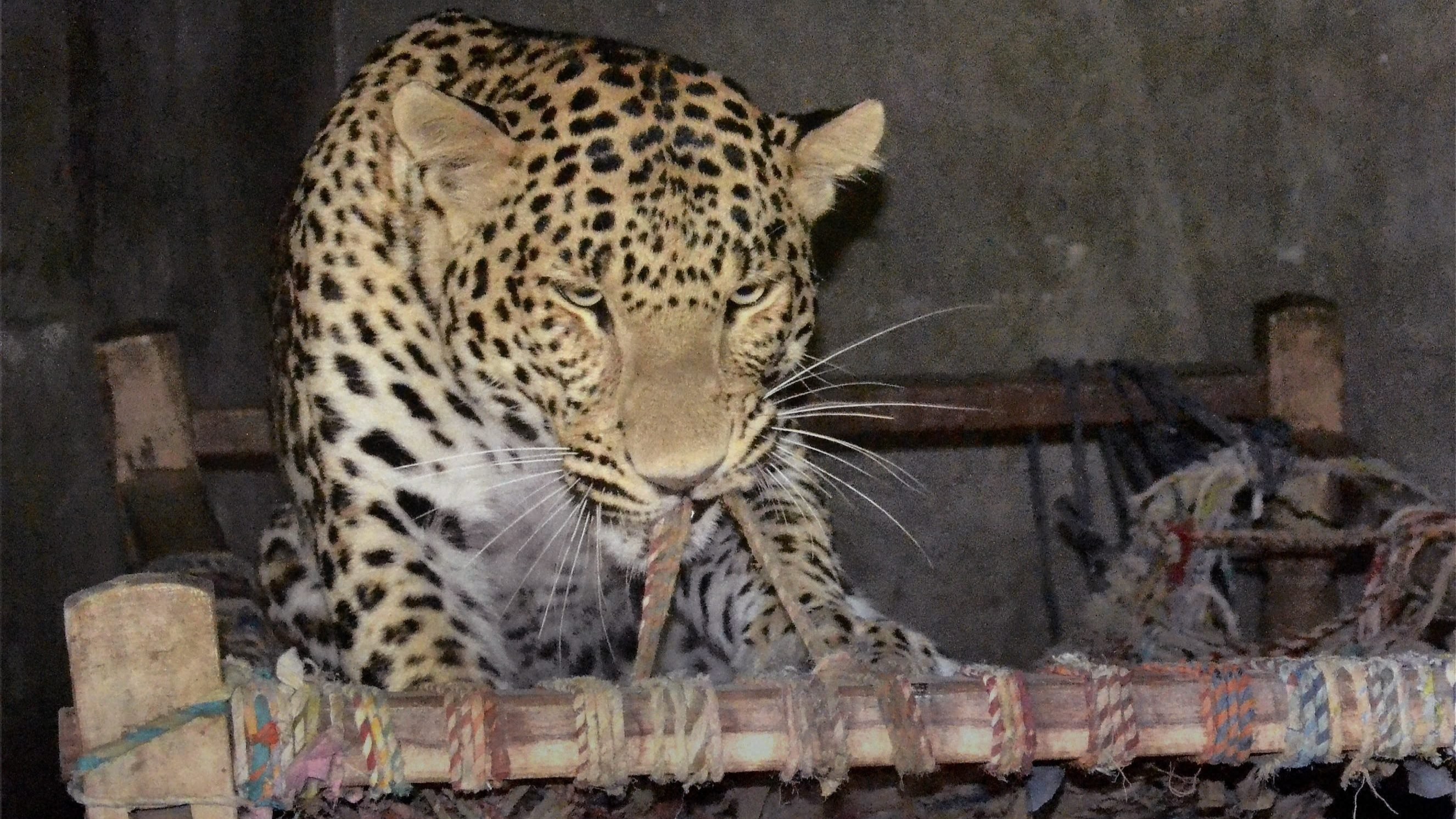 Leopard strays into hospital near Jaipur