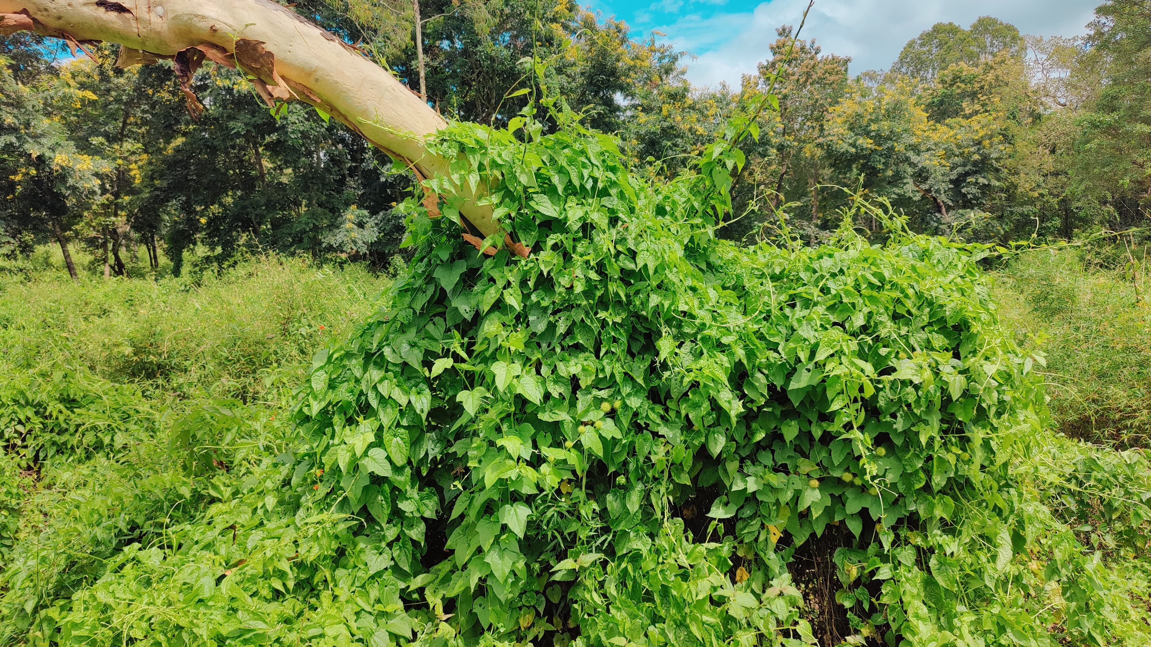 Alarm in Bhadra Tiger Reserve as weed runs rampant